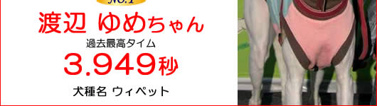 �h�b�O�^�C�����[�X�ő�������I