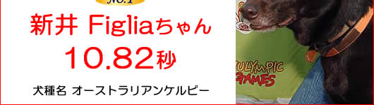 �h�b�O�^�C�����[�X�ő�������I