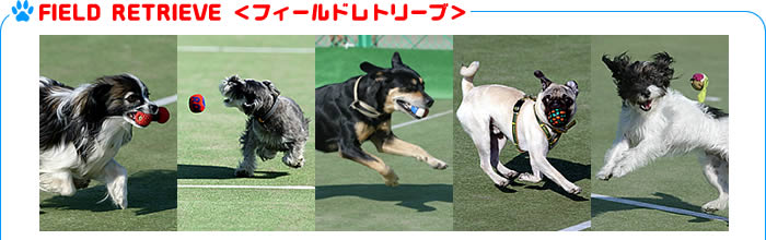�t�B�[���h���g���[�u